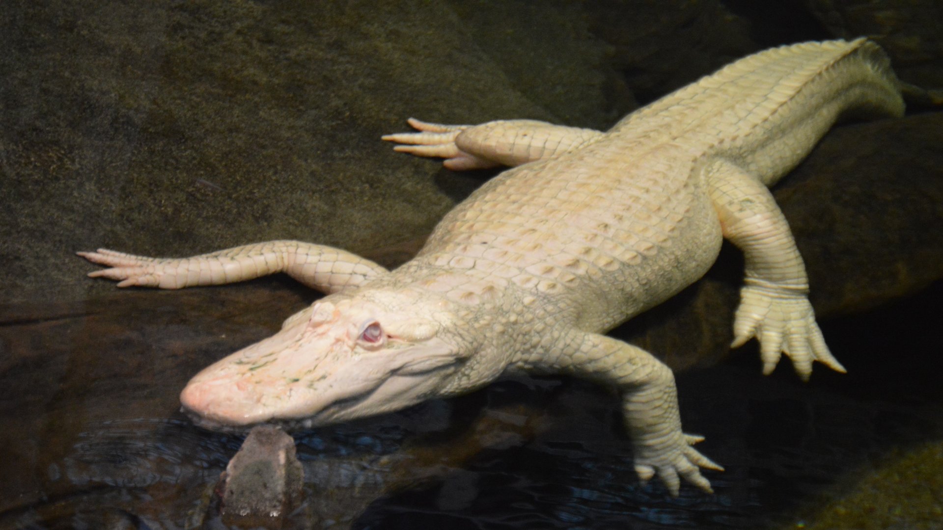 Alligator mississippiensis (Claude)