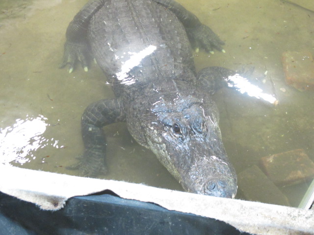 Alligator mississippiensis with guppies