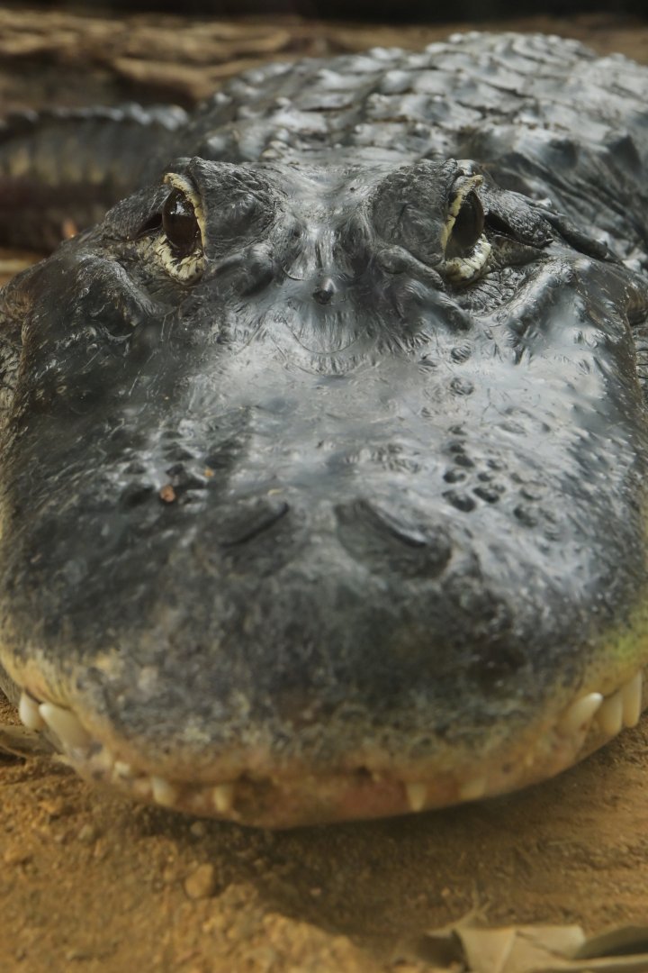 Alligator mississippiensis