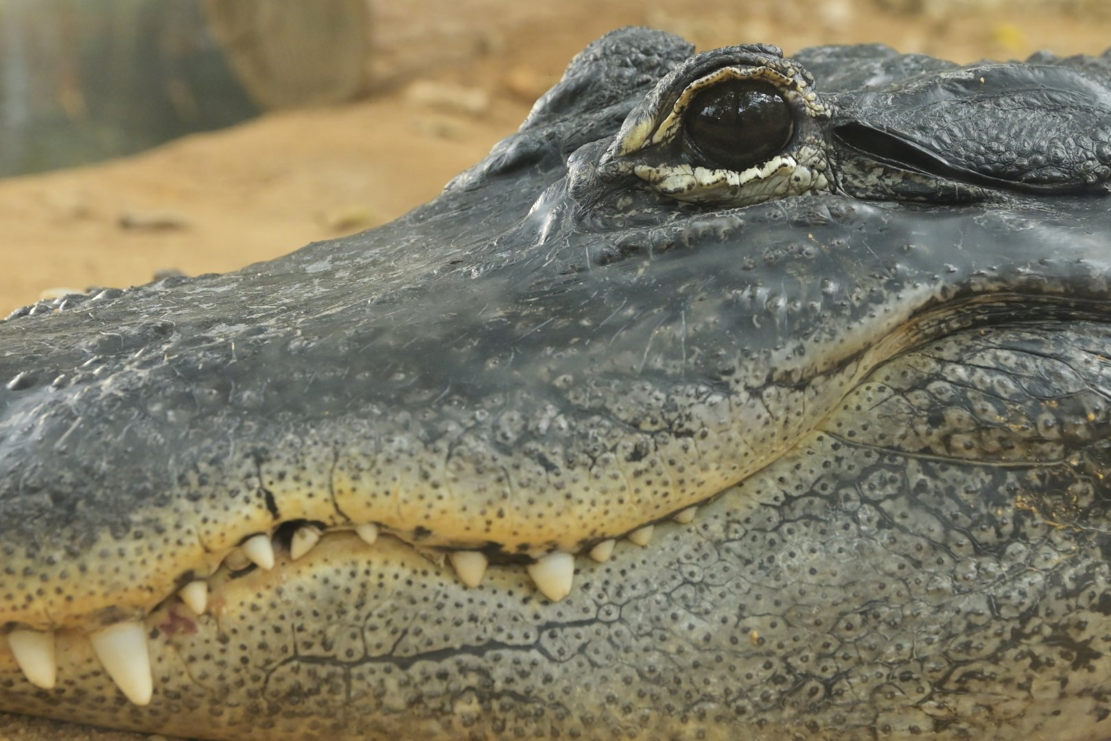 Alligator mississippiensis