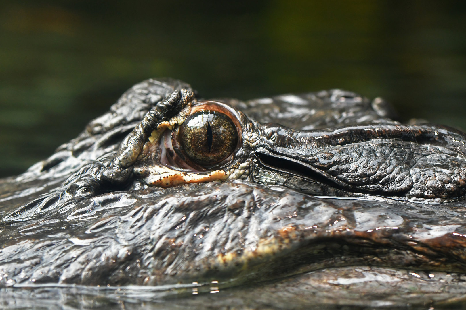 Alligator mississippienssis