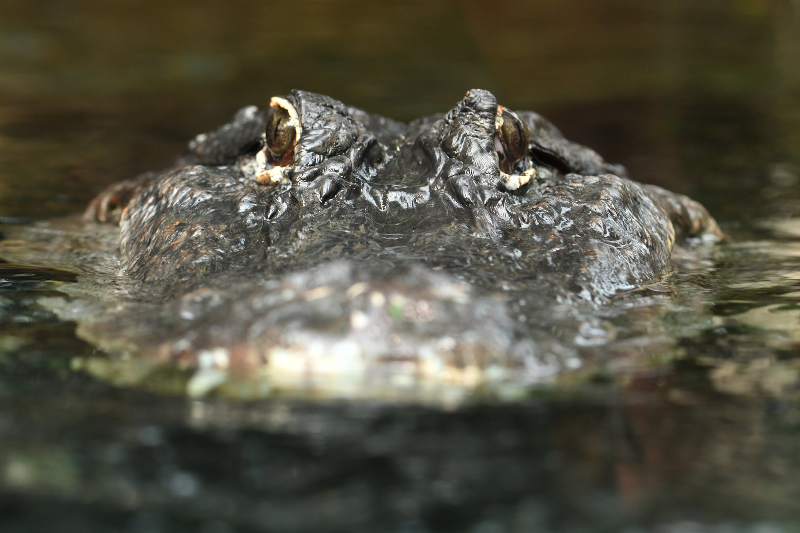 Alligator mississippienssis