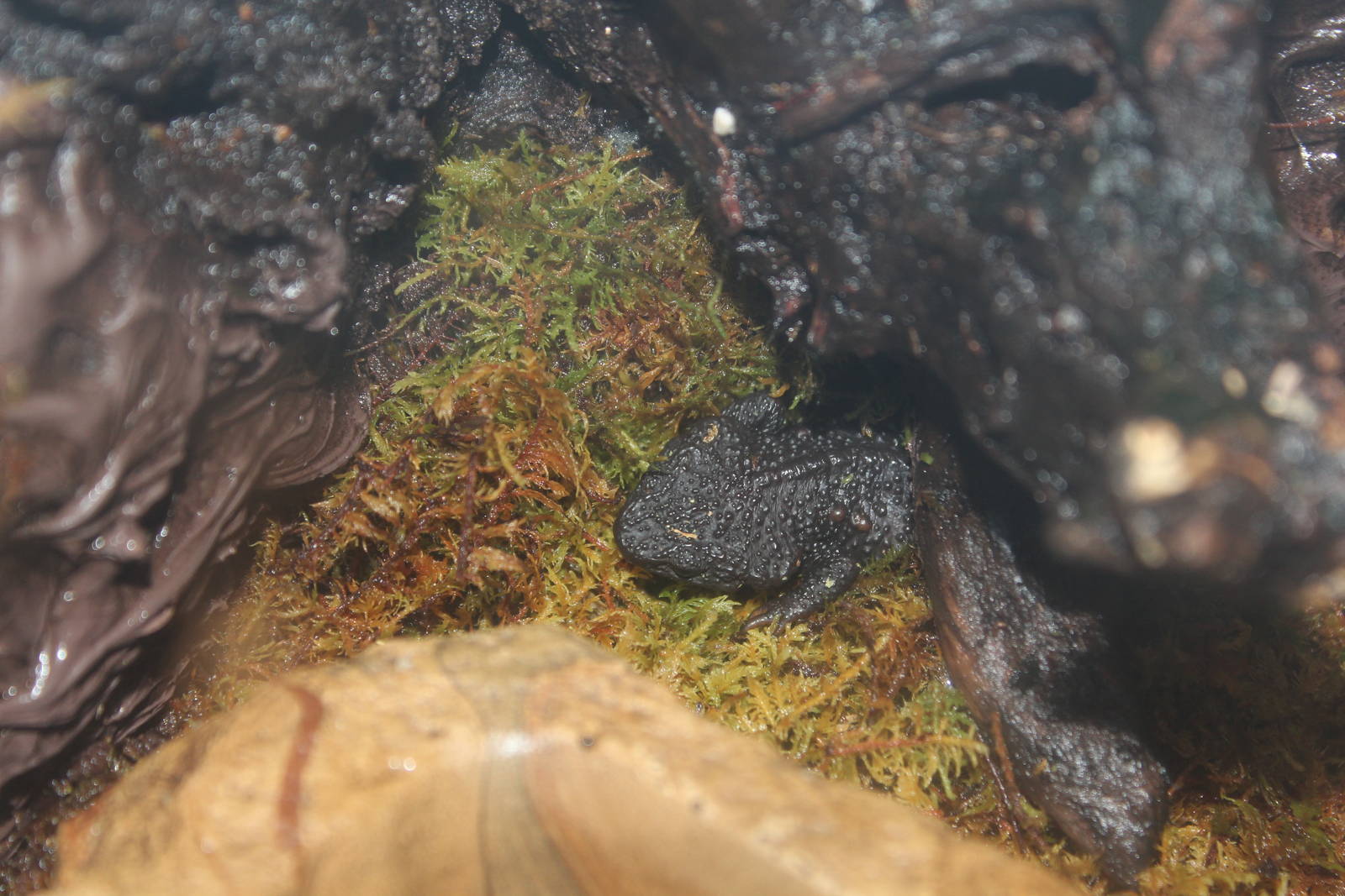 Alligator Newt - Apr 2014