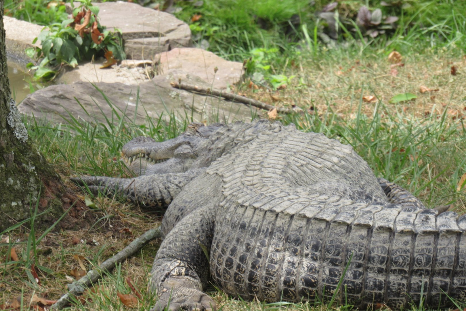Alligator outside