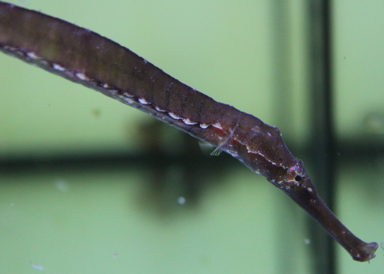 Alligator pipefish - Syngnathoides biaculeatus