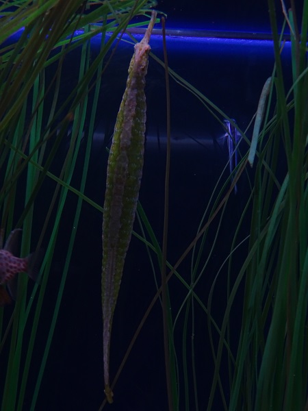 Alligator pipefish (Syngnathoides biaculeatus)