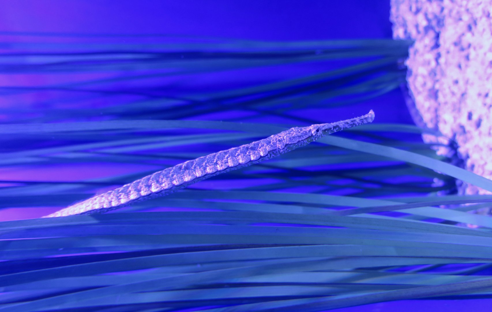 Alligator Pipefish (Syngnathoides bimaculatus)
