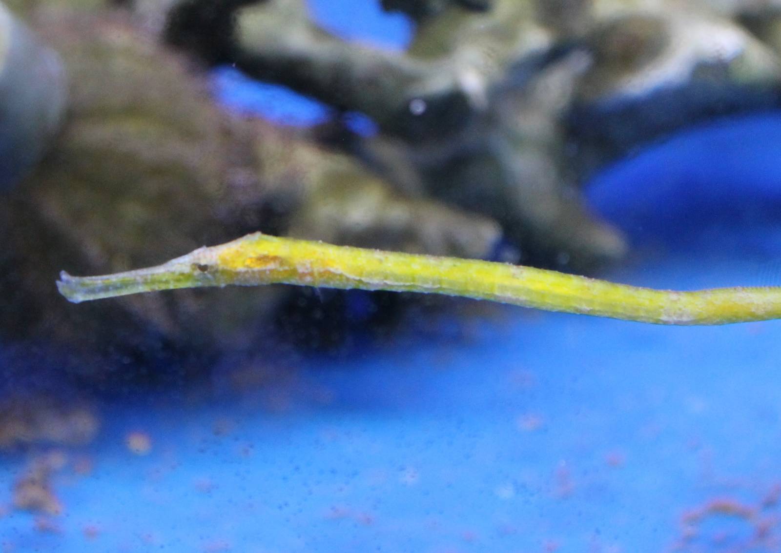 Alligator pipefish