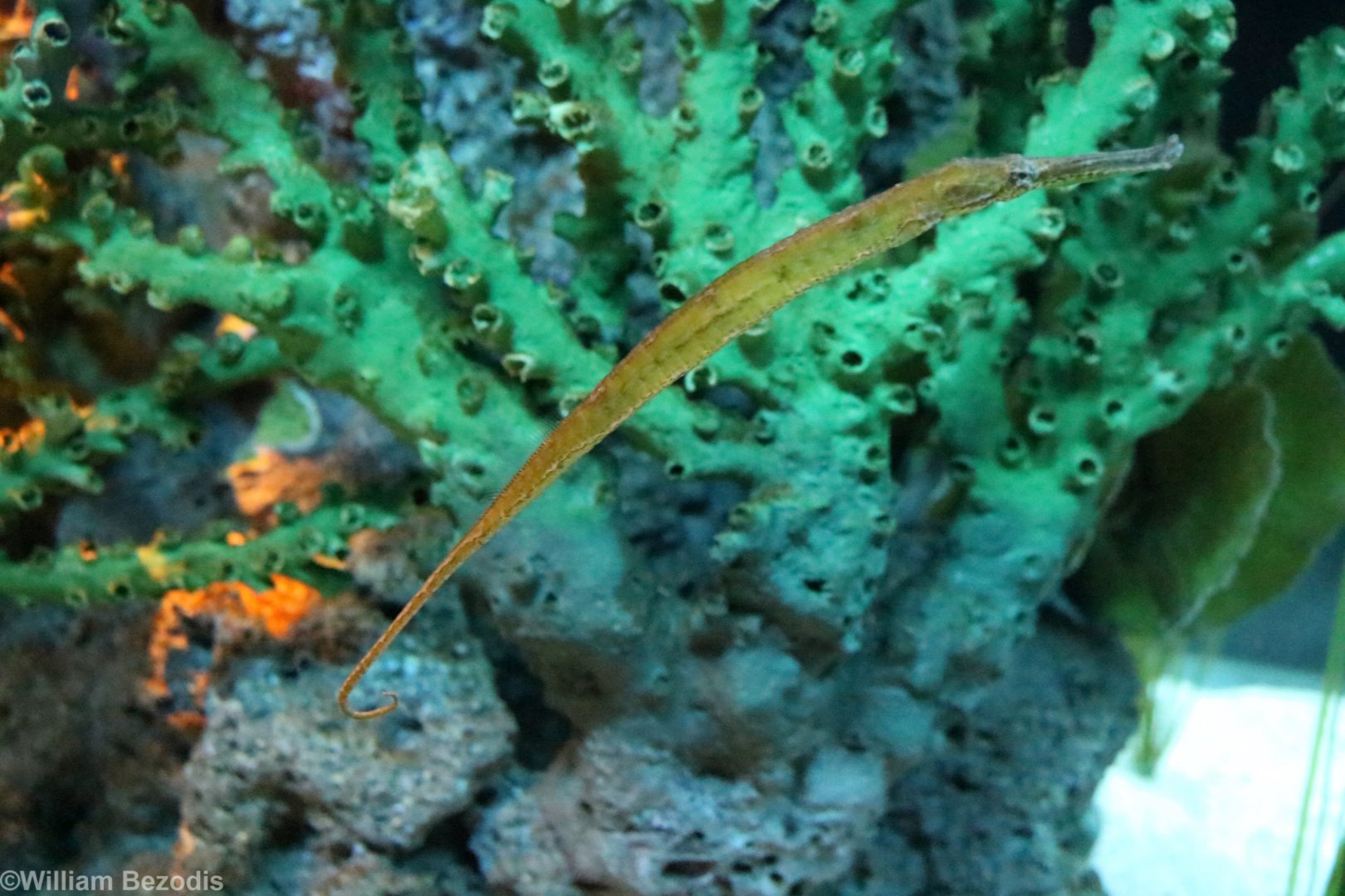 Alligator Pipefish