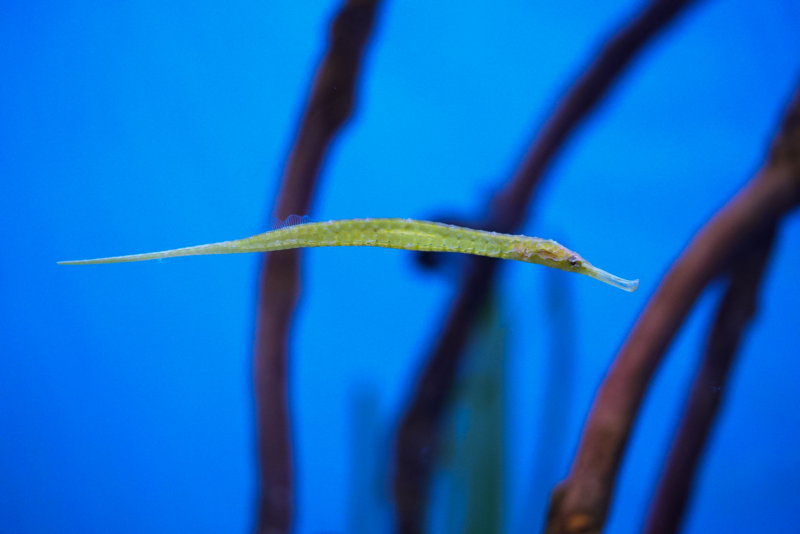 Alligator Pipefish