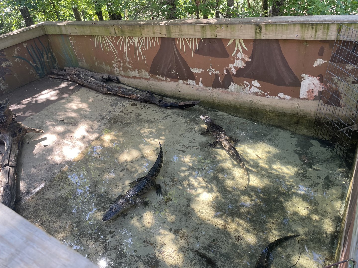 Alligator Pit- May 2024