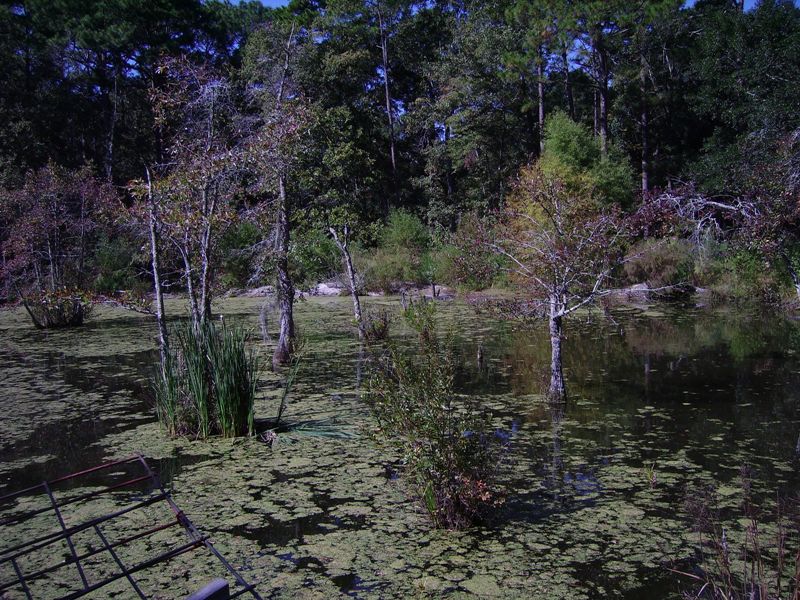 Alligator Pond