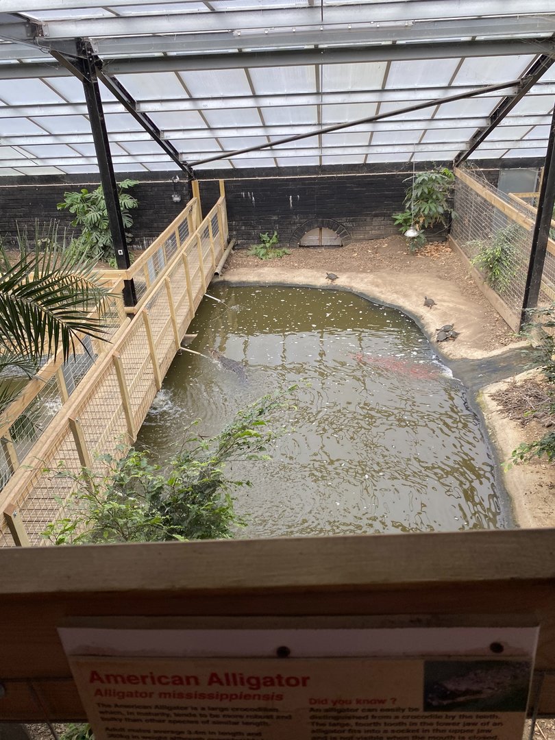 Alligator pools, Johnsons of Oldhurst, UK