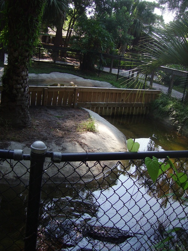 Alligator Pools