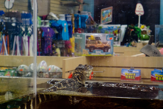 alligator shopping