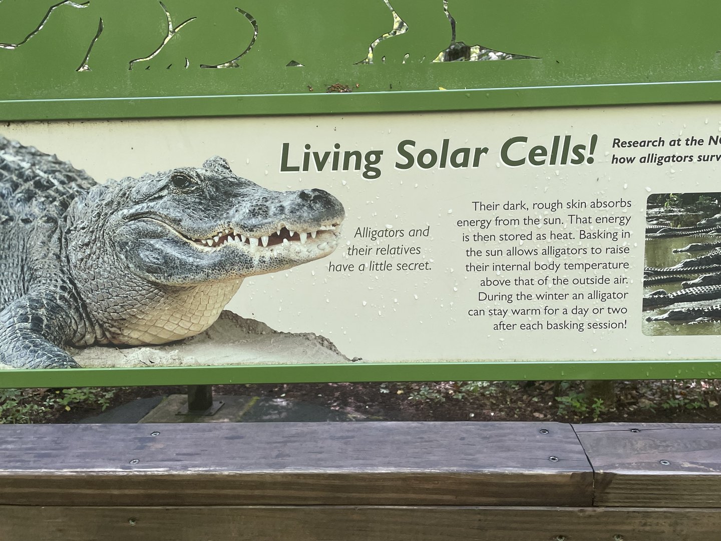 Alligator Signage