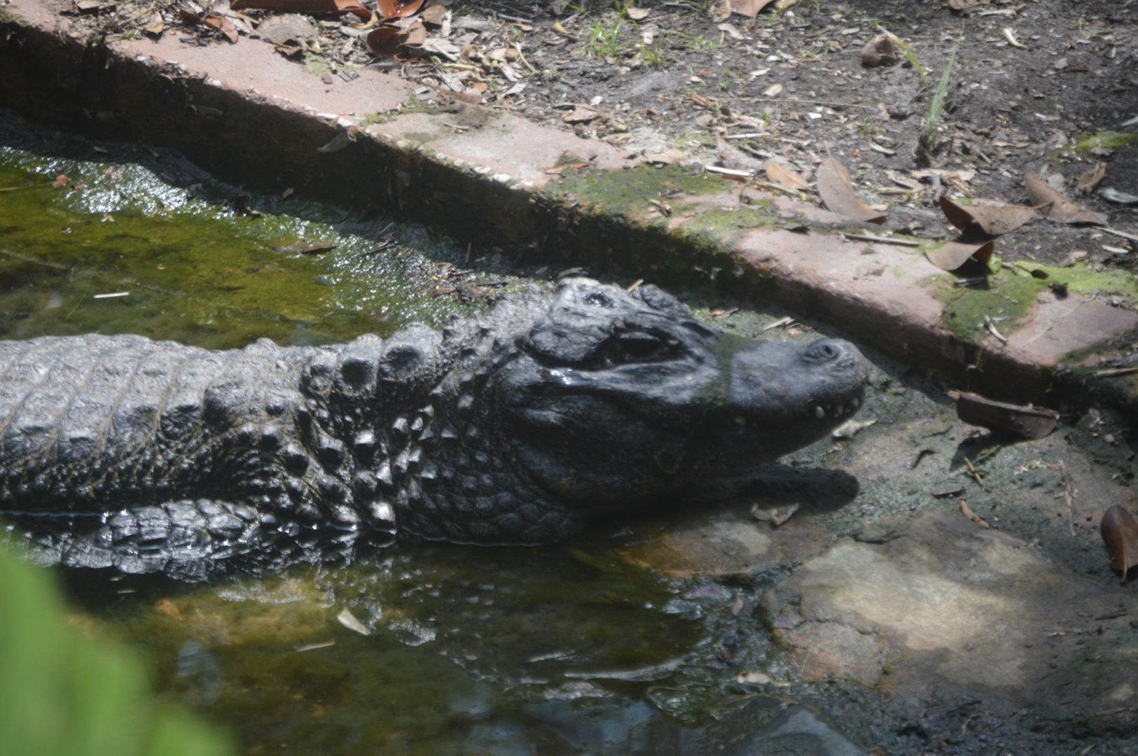 Alligator sinensis