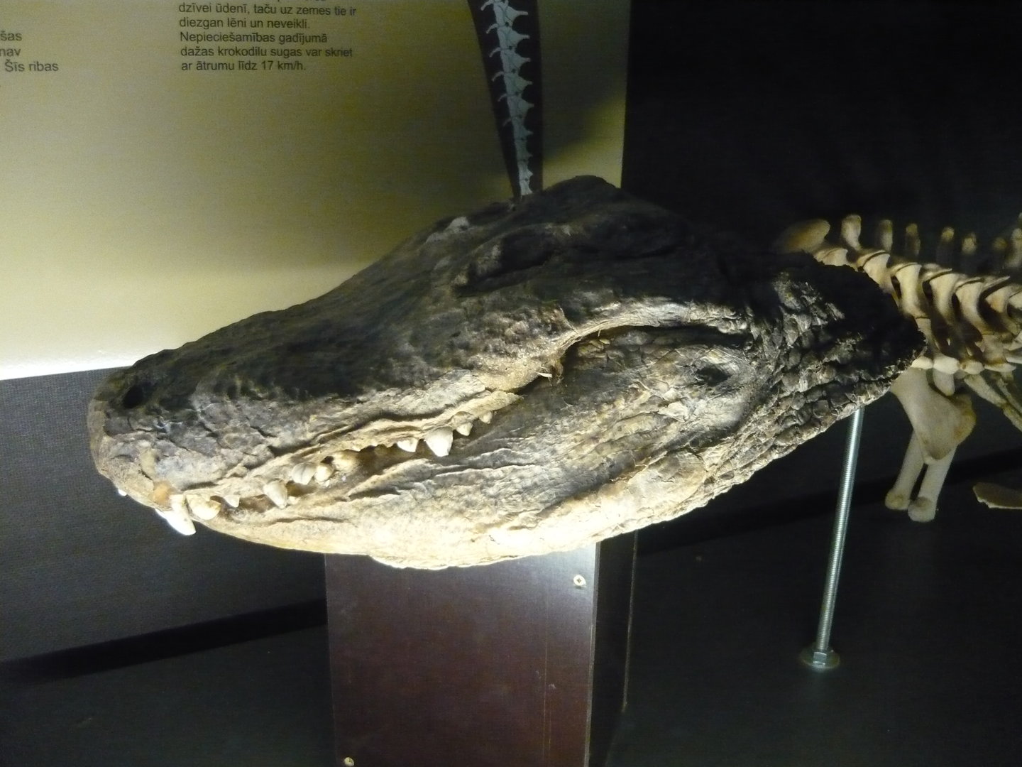 Alligator skeleton