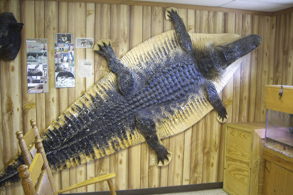 Alligator Skin at Boggy Creek