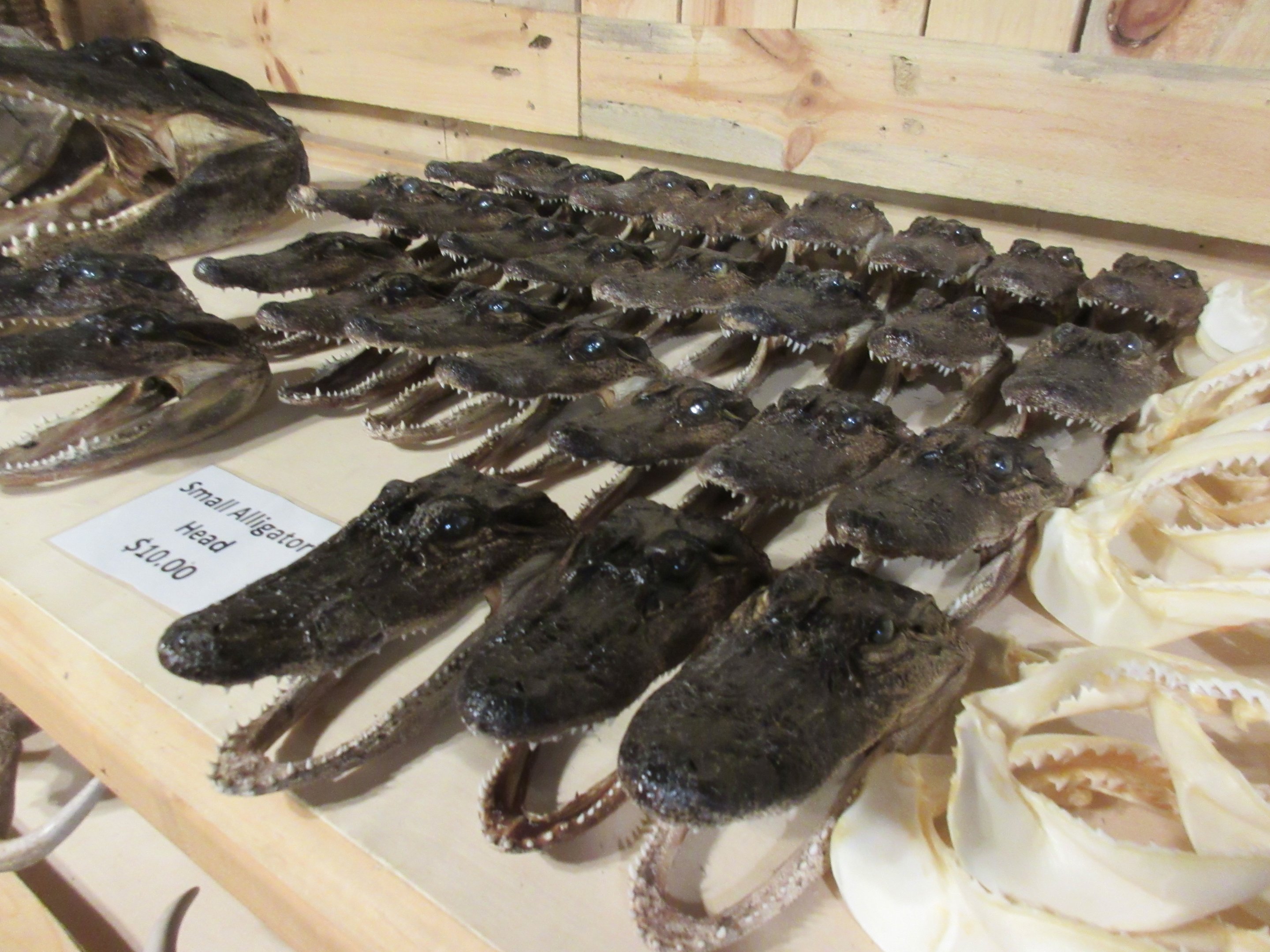 Alligator Skulls in Gift Shop