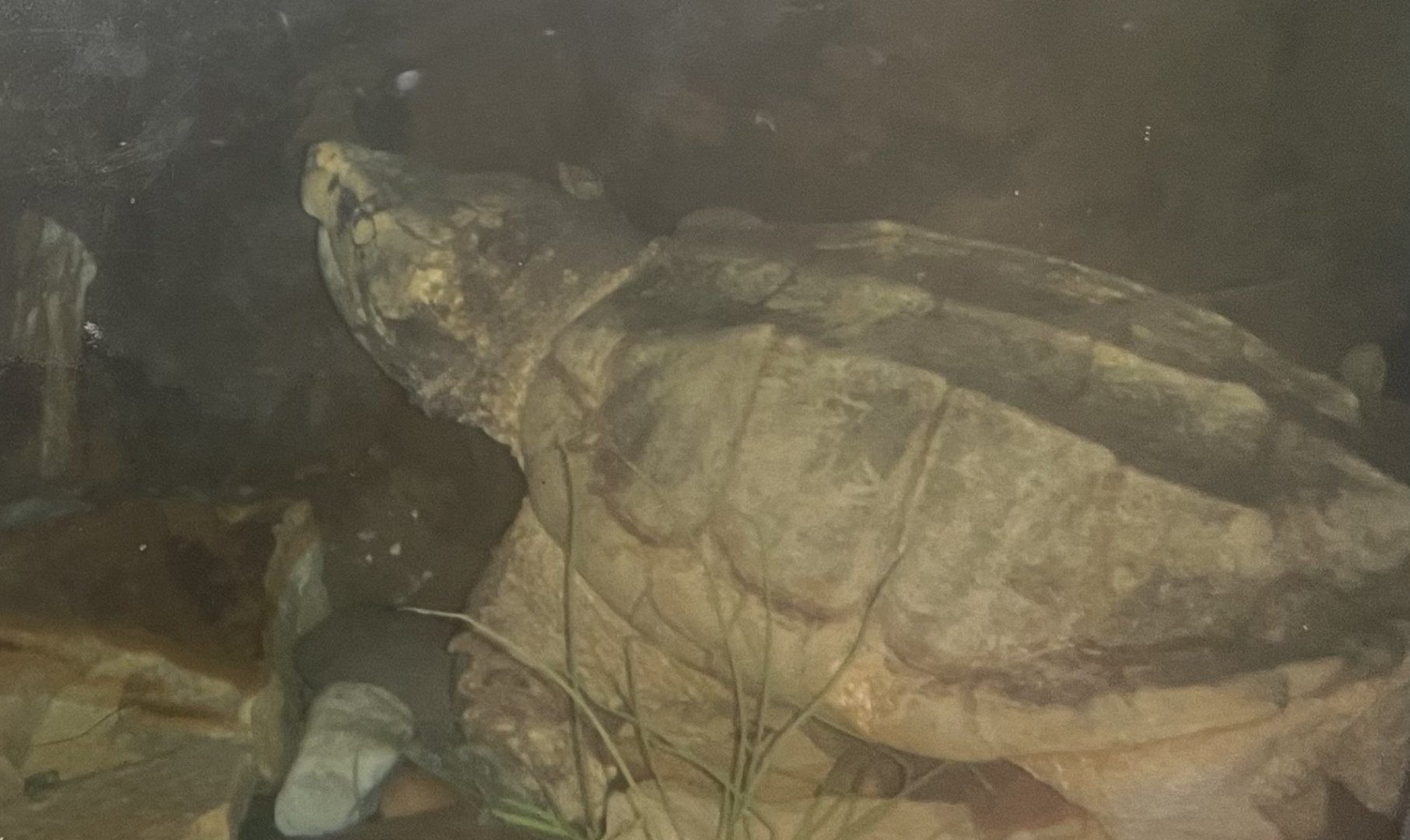 Alligator snapping turtle 2015