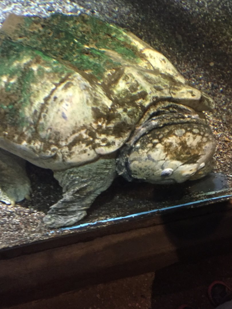 Alligator Snapping Turtle 6-23-2017