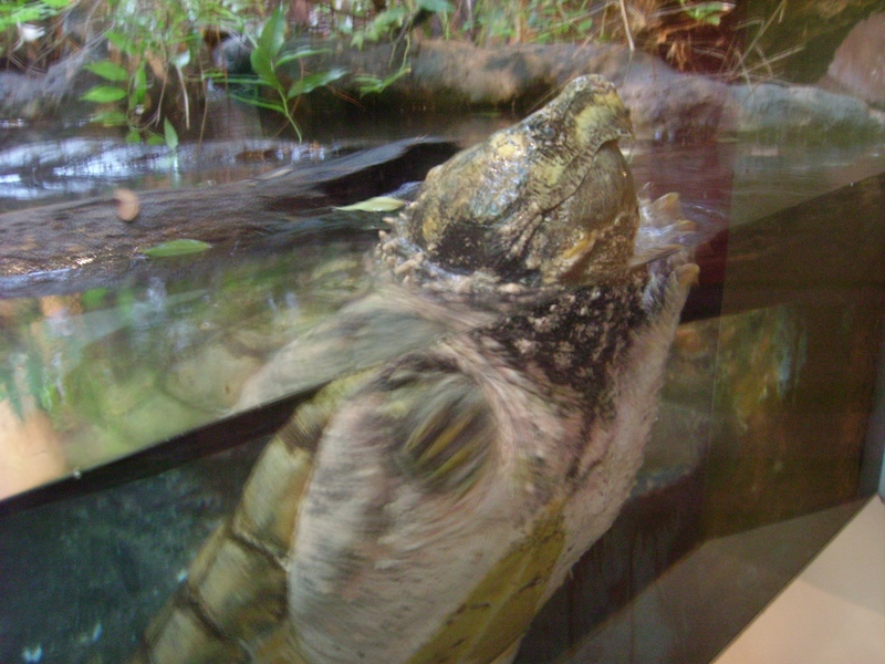 Alligator Snapping Turtle - Aquarium/Reptile Complex