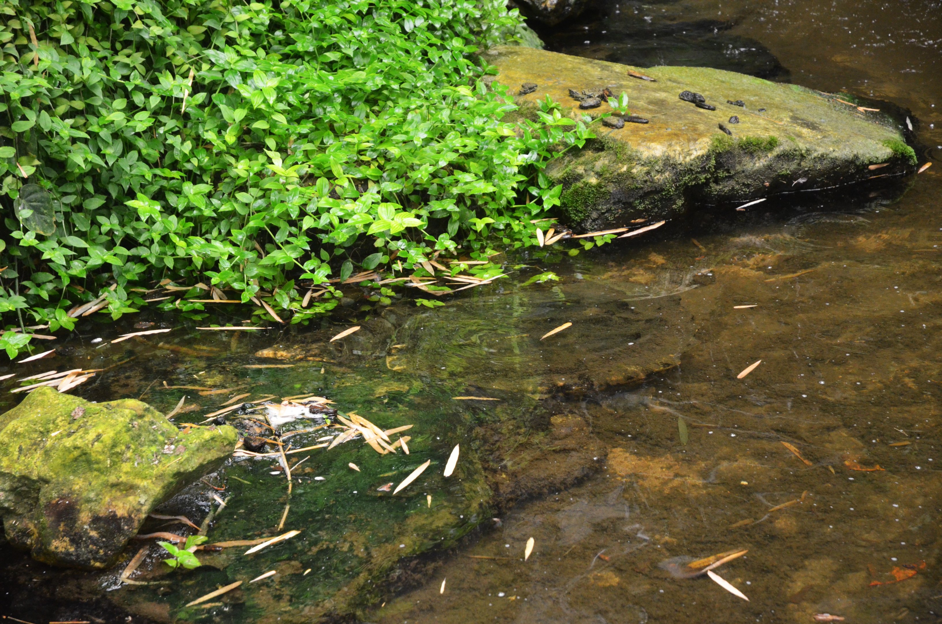 Alligator Snapping Turtle at Biotropica, 16/06/18