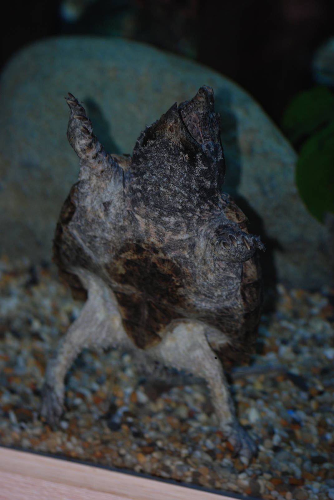 Alligator Snapping Turtle at Crocodiles of the World, 05/02/12