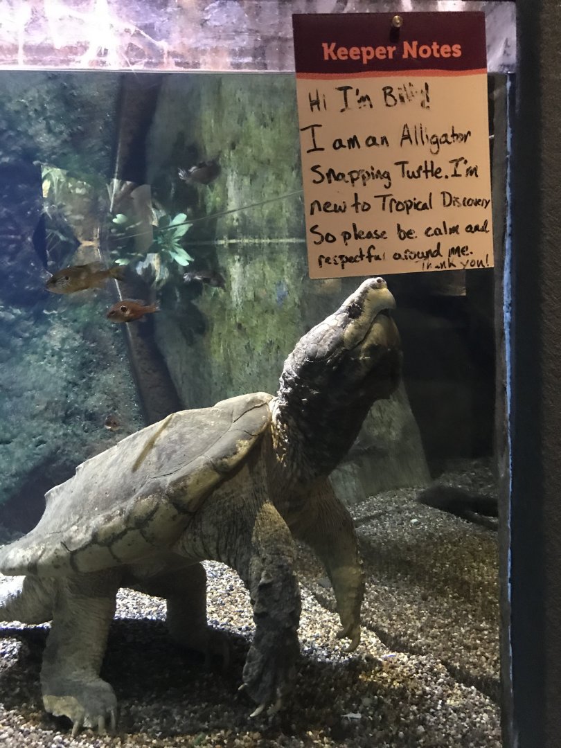 Alligator Snapping Turtle at Denver Zoo