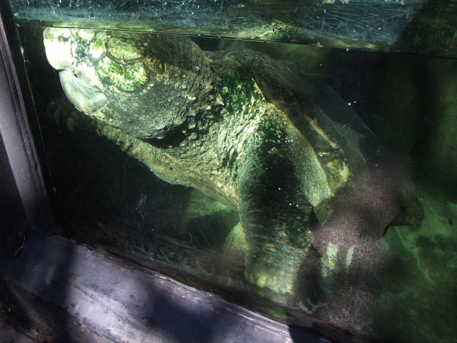 Alligator Snapping Turtle at Jacksonville, 10/10/13