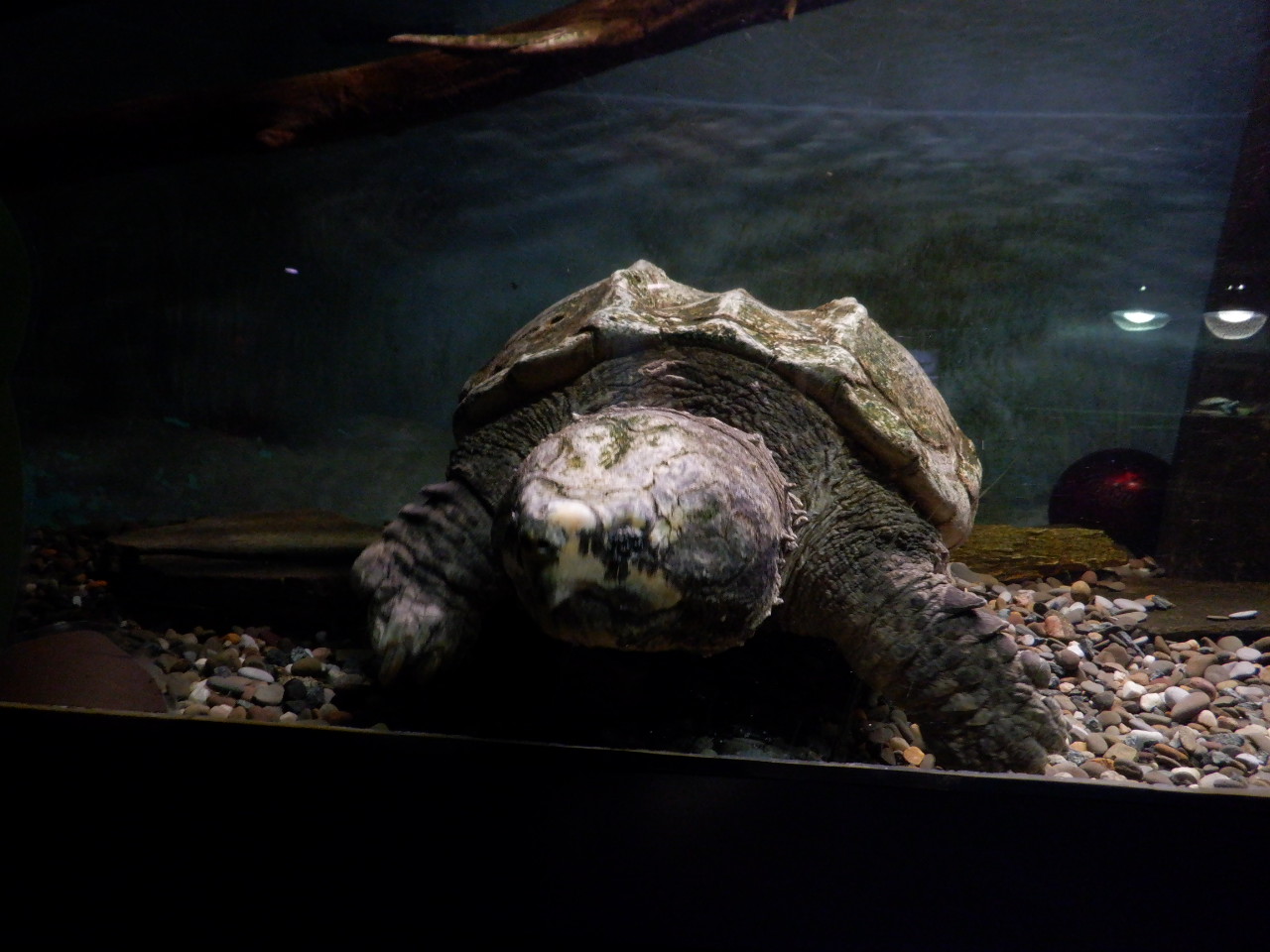 Alligator Snapping Turtle at the Greensboro Science Center
