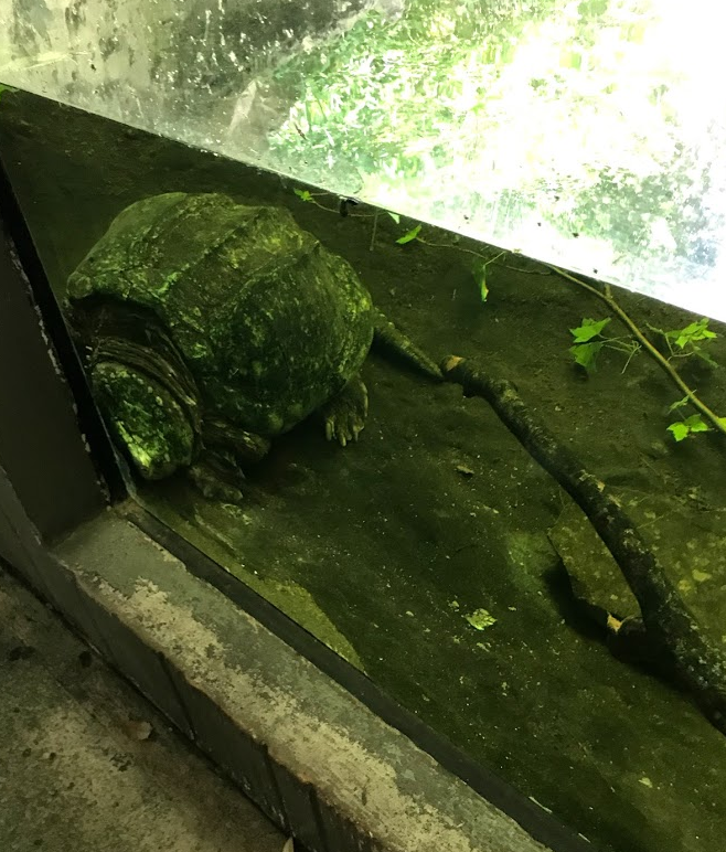 Alligator Snapping Turtle at the North Carolina Zoo