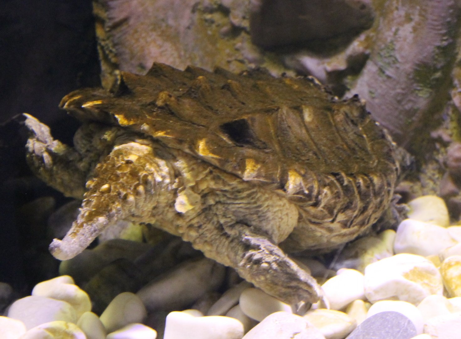 Alligator snapping turtle - Backside