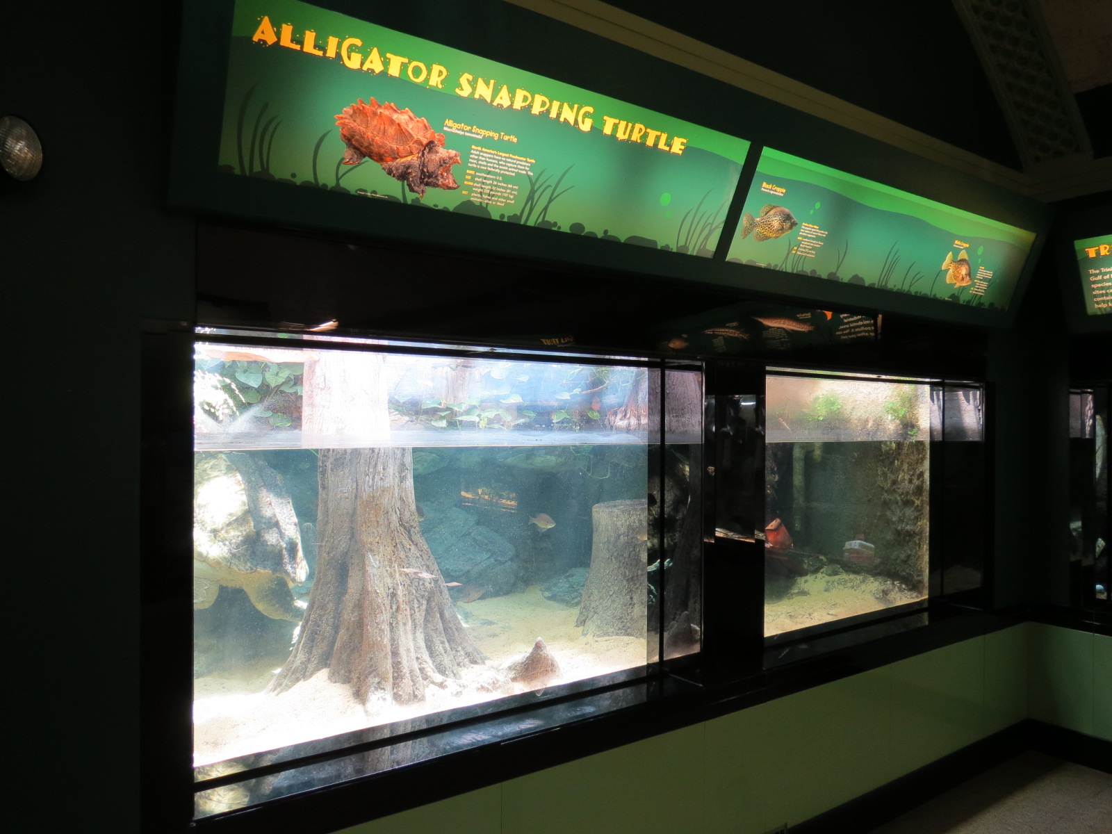 Alligator Snapping Turtle, Black Crappie, and White Crappie Exhibit