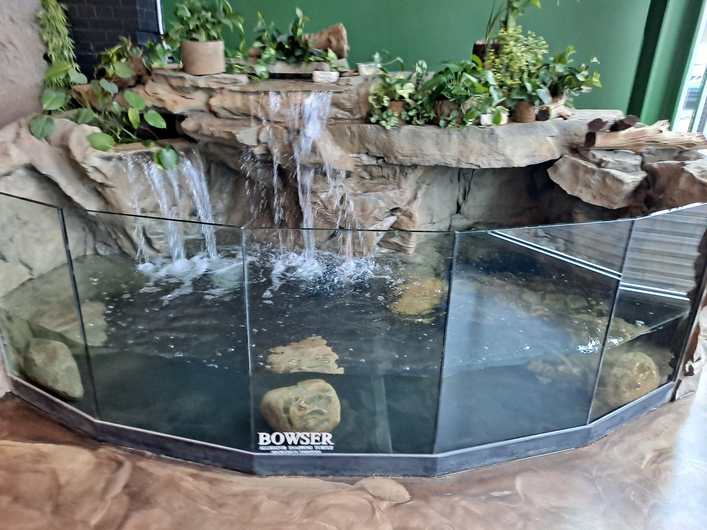 Alligator Snapping Turtle (Bowser) Exhibit (4/19/25)