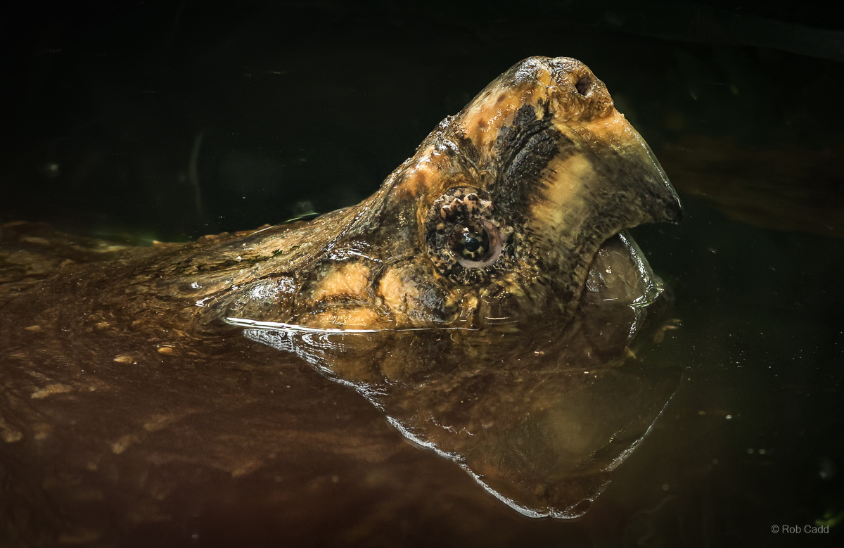 Alligator snapping turtle : Crocodiles of the World : 04 Jul 2025
