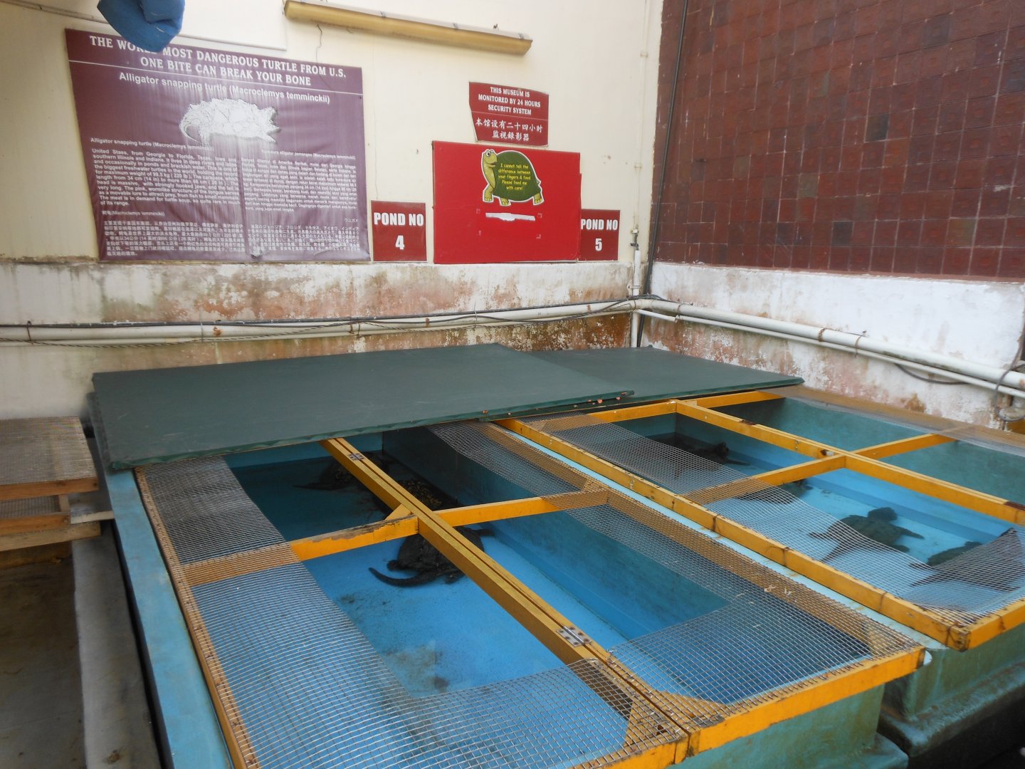 Alligator Snapping Turtle enclosure