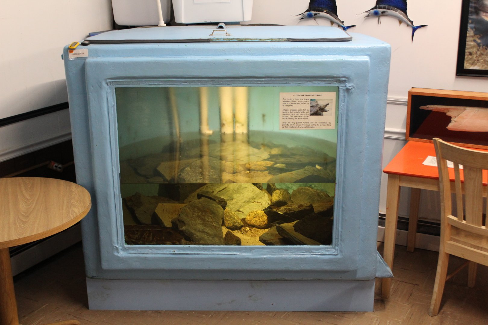 Alligator Snapping Turtle Enclosure