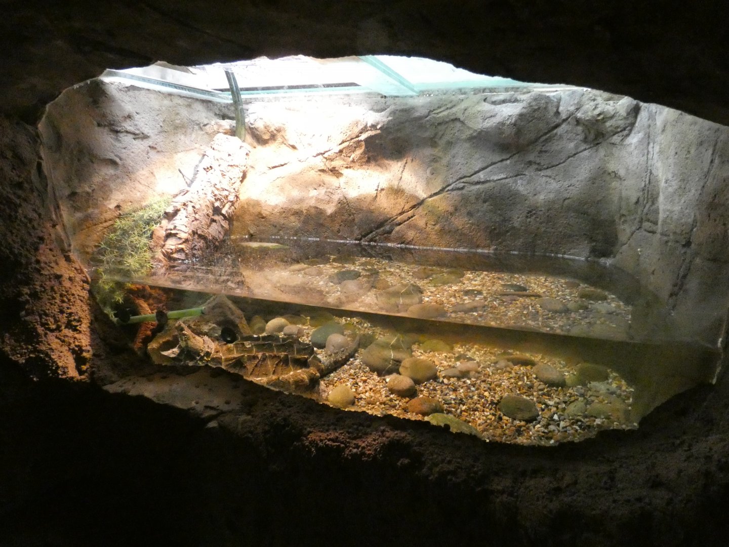 Alligator Snapping Turtle enclosure