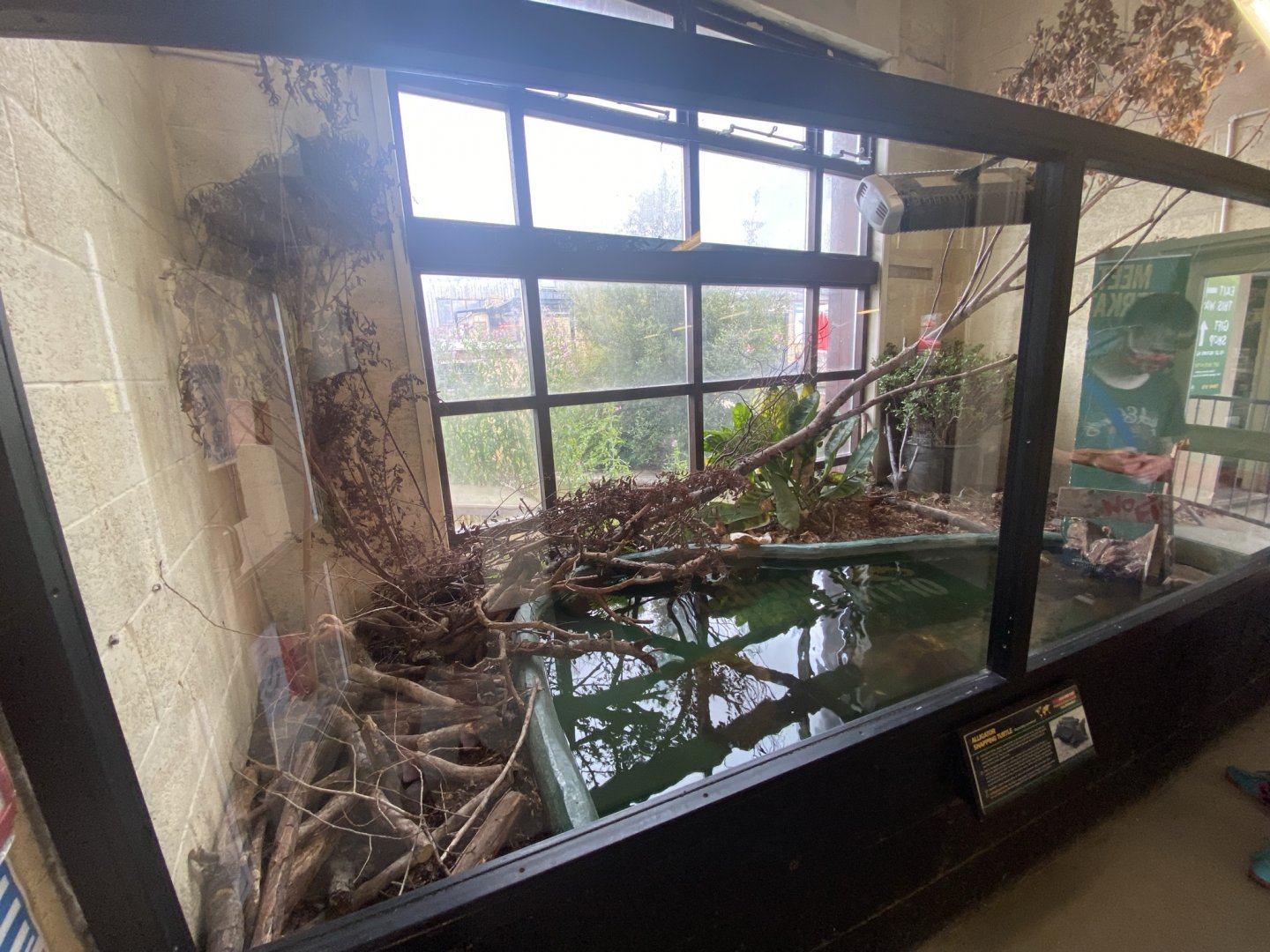 Alligator snapping turtle exhibit 020821