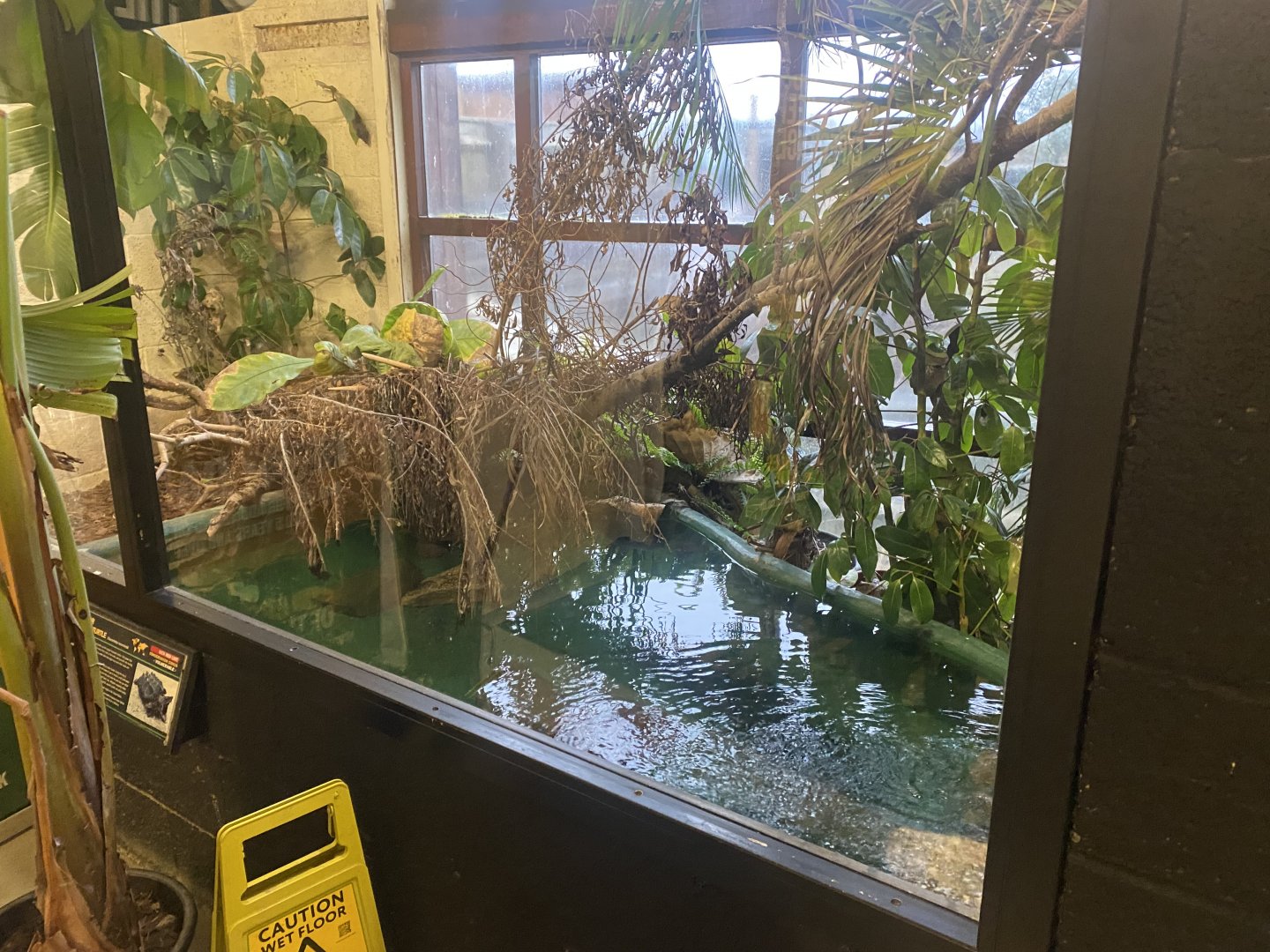 Alligator snapping turtle exhibit 040124