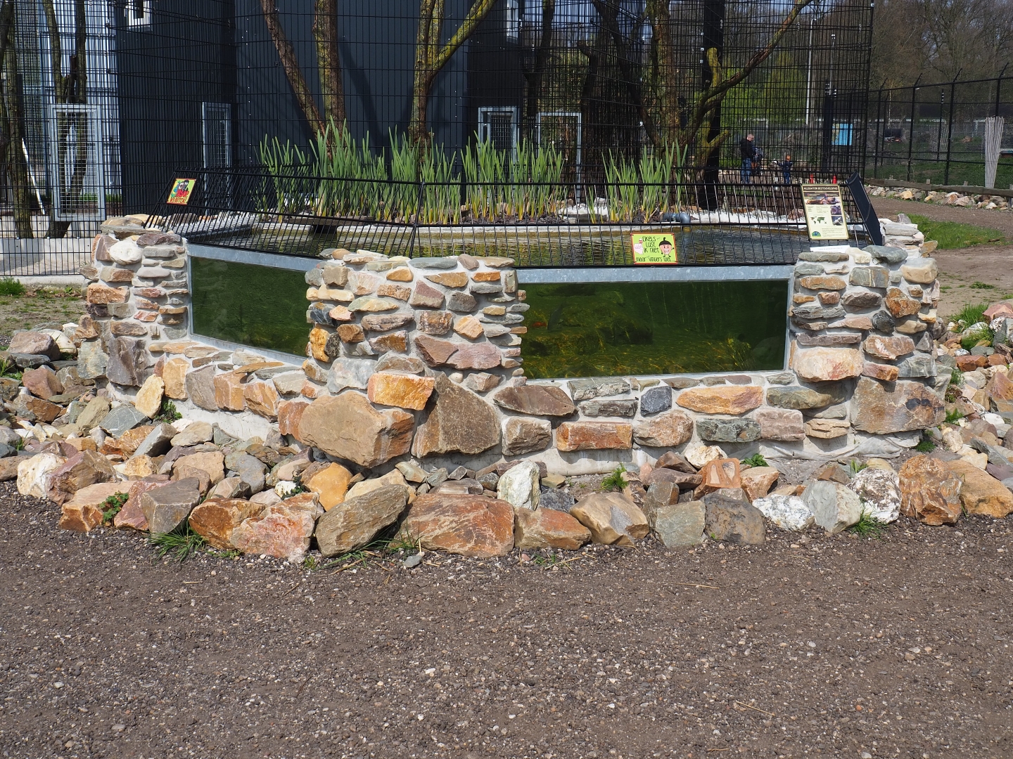 Alligator snapping turtle exhibit, 2019-04-06