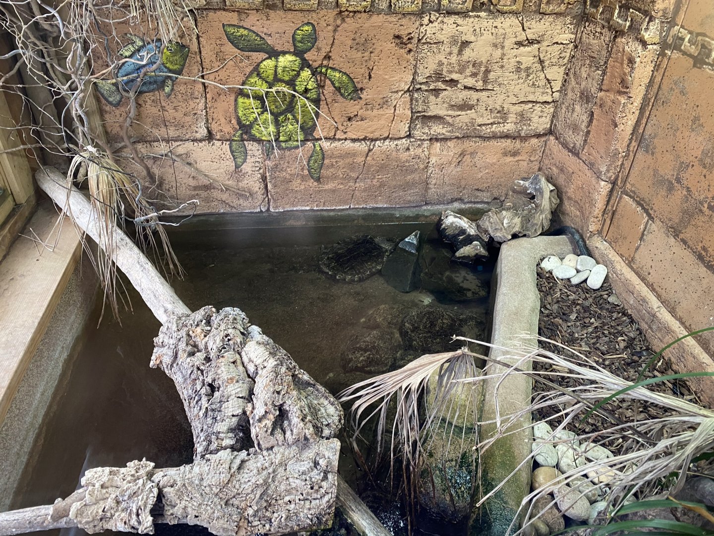 Alligator snapping turtle exhibit 231119