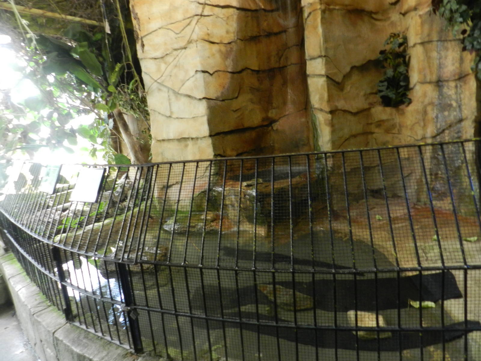 Alligator Snapping Turtle Exhibit at Flamingo Land - 14/10/2012