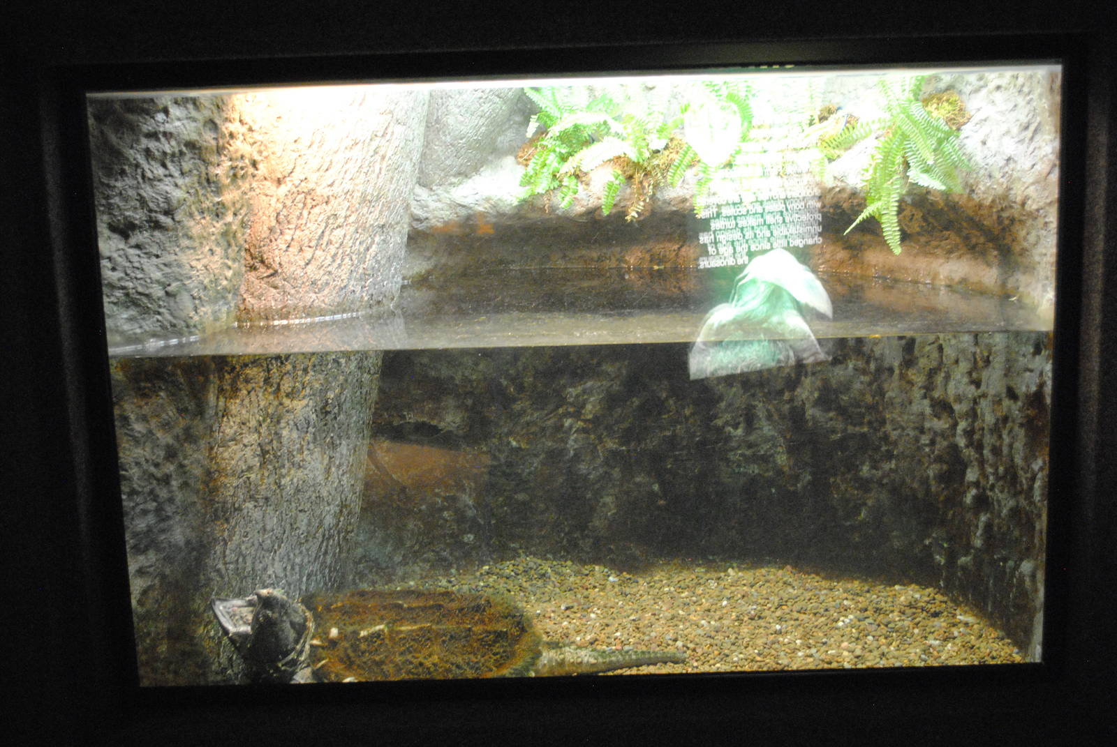 Alligator Snapping Turtle Exhibit (Main Gallery)