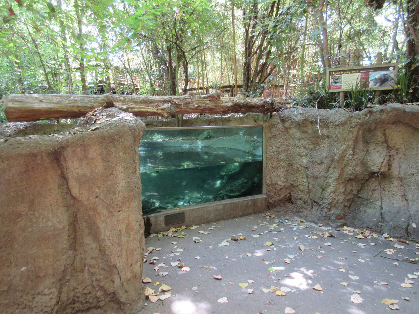 Alligator Snapping Turtle Exhibit - Underwater View