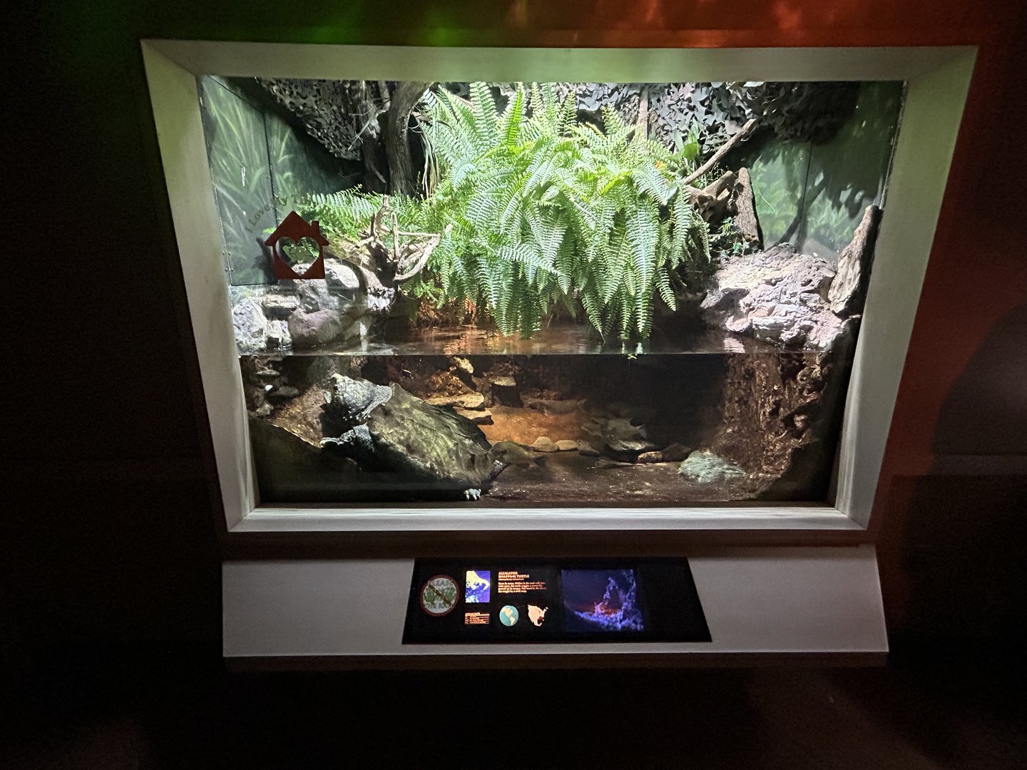 Alligator Snapping Turtle Exhibit - Unseen New World