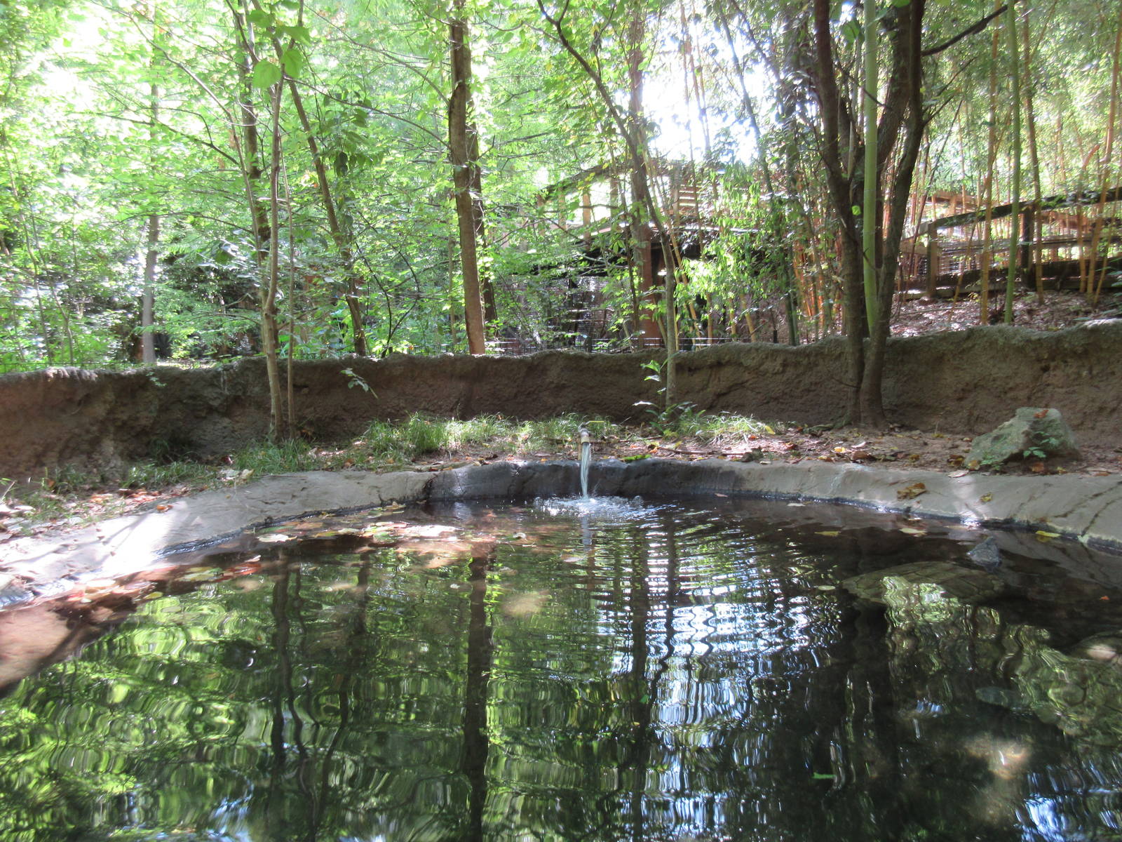 Alligator Snapping Turtle Exhibit - Upper View