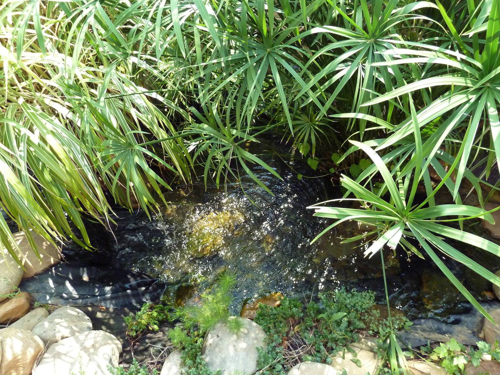 Alligator Snapping Turtle Exhibit